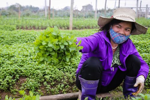 Rau xanh khan hiếm, giá tăng gấp đôi ngay tại vườn