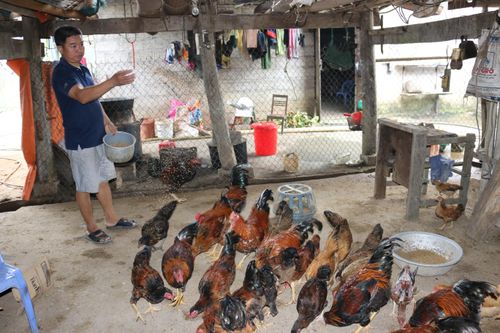 Tiêu hủy hơn 43.000 con gia cầm do nhiễm virus cúm A/H5N6