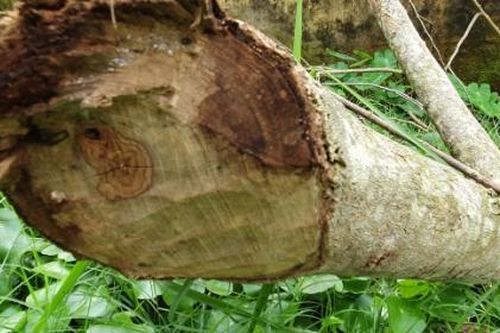 Thanh Hóa: Cần làm rõ sự việc hai cây sưa tại khu Bảo tàng huyện Hoằng Hóa bị đốn hạ