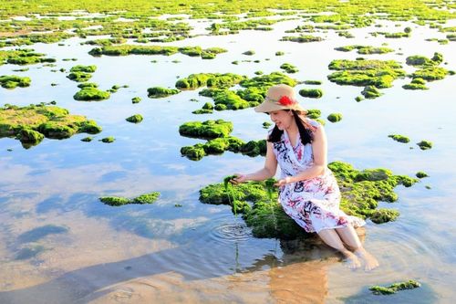 Chết ngất với cánh đồng rong biển Ninh Thuận