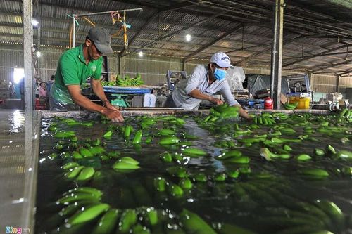 Thông hàng qua TQ giữa dịch bệnh, có 1 con đường an toàn, bán giá cao