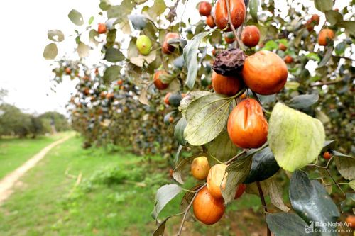 Nông dân Nghệ An bất lực nhìn vườn táo héo rũ, thối quả