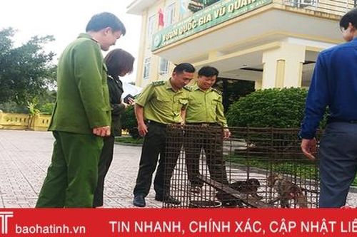 Thả 2 cá thể khỉ quý hiếm về Vườn Quốc gia Vũ Quang