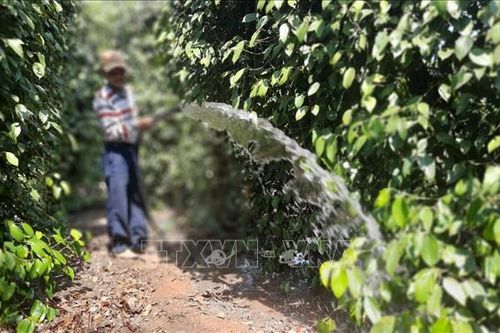 Nông dân gặp khó do tiêu mất mùa, rớt giá