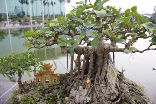 Những loài cây 'xui xẻo' không nên trồng ở nhà