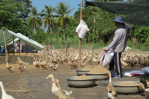 Tăng cường công tác phòng chống cúm gia cầm