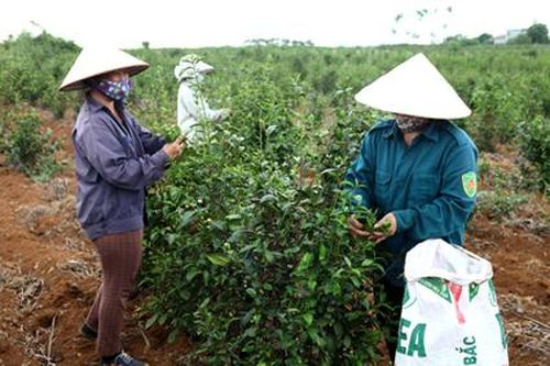 Nâng cao năng lực cạnh tranh, vị thế của chè Trại Quang Sỏi