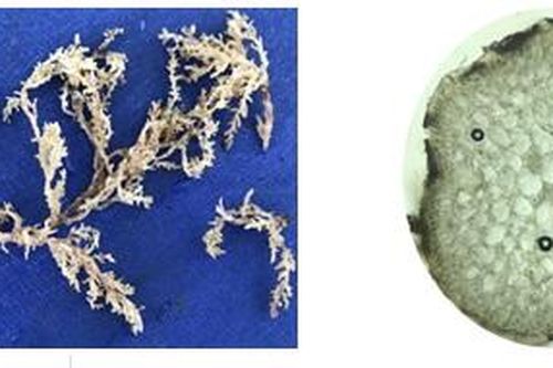 Xác định điều kiện chiết thích hợp để thu nhận bromophenols từ rong đỏ Laurencia intermedia Yamada