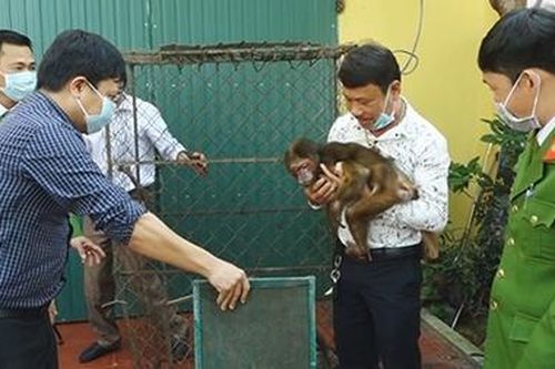 Người dân bàn giao cho Công an chú khỉ mặt đỏ