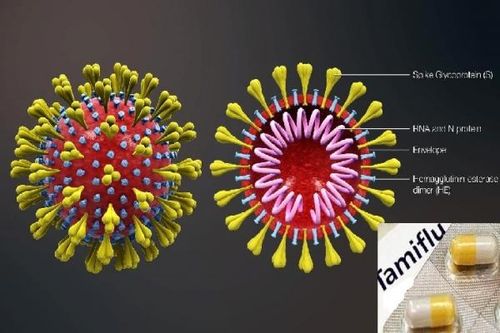 Uống tamiflu có phòng được viêm phổi cấp do COVID-19?