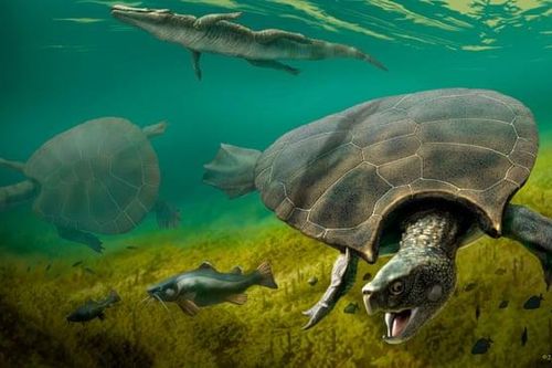 Tìm thấy hóa thạch của rùa khổng lồ ăn thịt rắn ở Nam Mỹ
