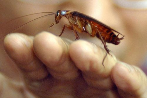 Đặt tên người yêu cũ cho gián, hoa thịt bò và dịch vụ lạ dịp Valentine