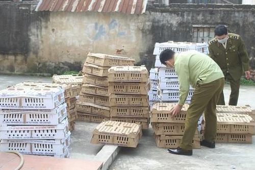 Nghệ An: Tiêu hủy 7.000 con gia cầm có dấu hiệu dịch bệnh