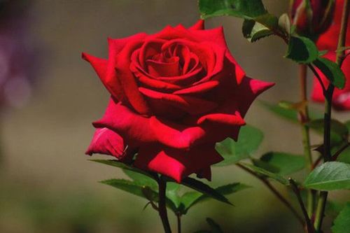 Gợi ý lời chúc ngọt ngào dành tặng bạn gái ngày Valentine