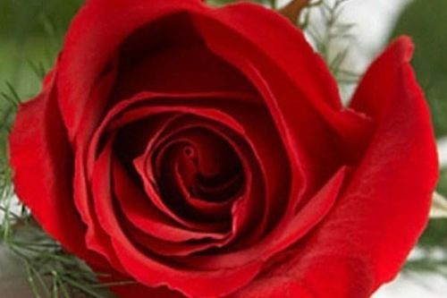 Những lời chúc ấm áp dành cho chồng ngày Valentine