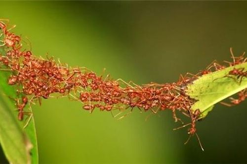 Một loại sức mạnh có thể 'đánh bại' dịch COVID-19