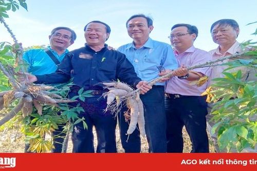 'Xấu dây - tốt củ'