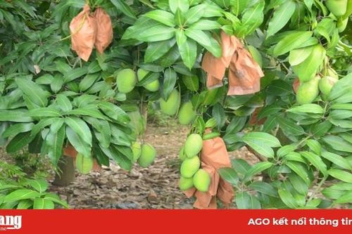 Gỡ khó cho nông sản thời virus Corona