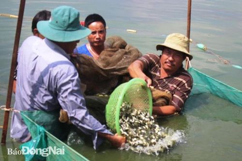 Toàn tỉnh có trên 6,7 ngàn hécta ao cá