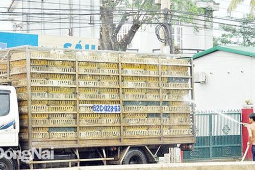 Tiềm ẩn nguy cơ lây lan dịch cúm gia cầm