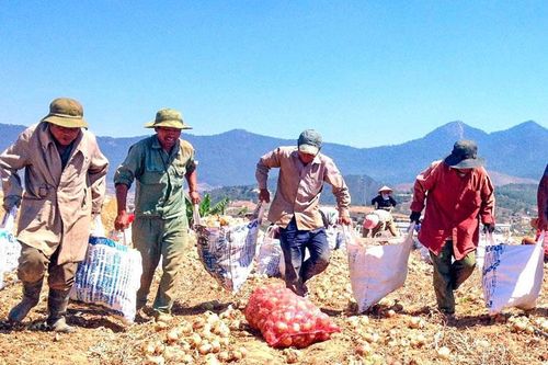 Rau, củ Đà Lạt biến động mạnh