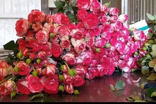 Hoa hồng Đà Lạt bị 'thất sủng' vì Valentine trùng mùa Covid-19