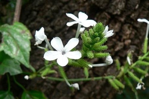 Bạch hoa xà giải độc, tiêu thũng,...