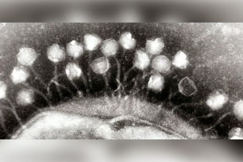 Phát hiện loại virus khổng lồ, 'ăn sống' vi khuẩn khác