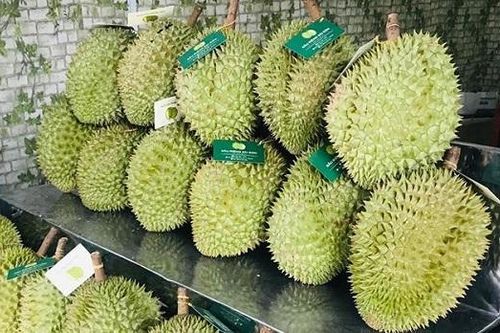 Dịch CoVid- 19, sầu riêng trái vụ rớt nửa giá