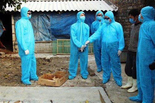 Tập trung dập dịch cúm gia cầm