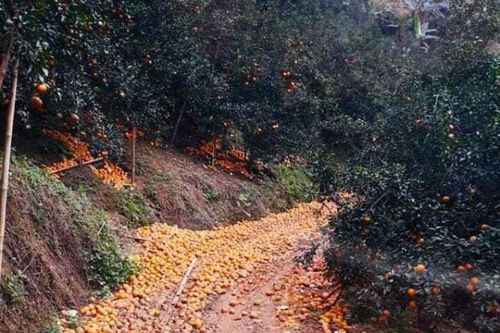 Đầu năm dị thường, Bắc rụng vạn tấn cam, Nam hoa màu khô cháy