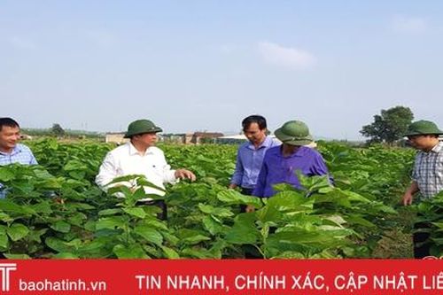 Lần đầu tiên xuất hiện ở Hà Tĩnh, nghề trồng dâu nuôi tằm đã 'phát tài'