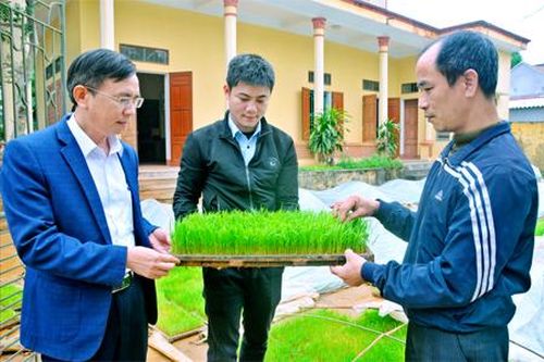 Tập trung sản xuất vụ xuân đảm bảo trong khung thời vụ tốt nhất
