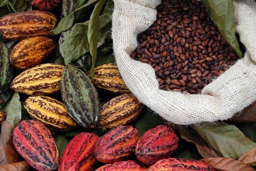 Giá ca cao dự báo tăng cao do thiếu hụt nguồn cung và tình trạng đầu cơ