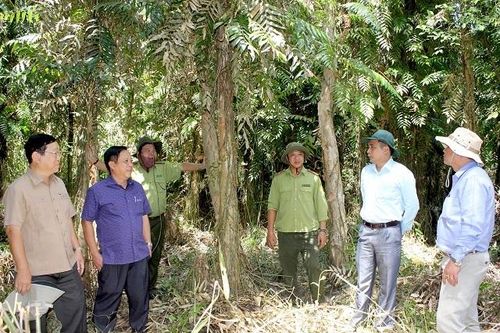 'Báo động đỏ' lâm phần rừng tràm Cà Mau