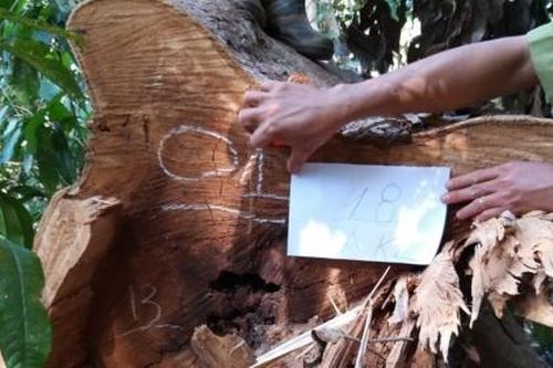Đắk Nông: Phát hiện môt vụ hủy hoại rừng quy mô lớn