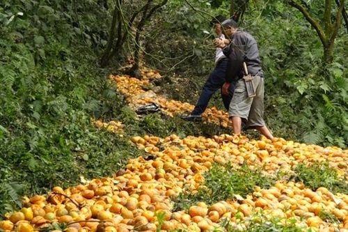 Cam rụng thành 'suối'