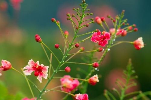 Tử vi ngày 17/2/2020: Tuổi Sửu như diều gặp gió, tuổi Tỵ thị phi bủa vây