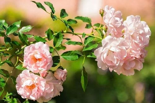 Tử vi thứ Hai ngày 17/2/2020 của 12 cung hoàng đạo