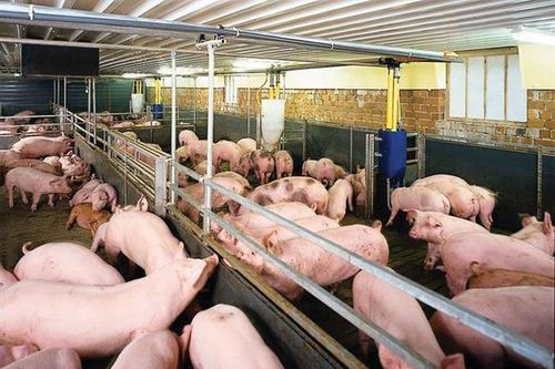 Giá thịt lợn đồng loạt giảm mạnh