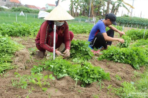 Giống rau mới dễ trồng cho thu nhập cao ở vựa rau màu Nghệ An