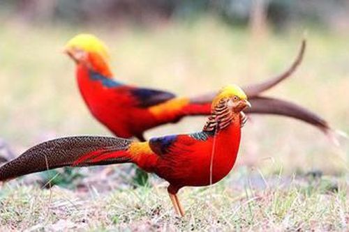 Độc đáo chim trĩ 7 màu quý hiếm, giới chơi chim Việt mê mẩn