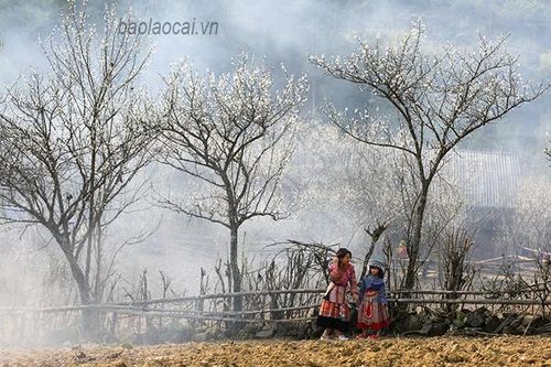 Lạc bước 'Thiên đường' Tả Van Chư mùa hoa mận trắng