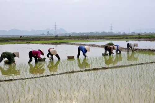 Gia Viễn: Phấn đấu để có vụ đông xuân thắng lợi