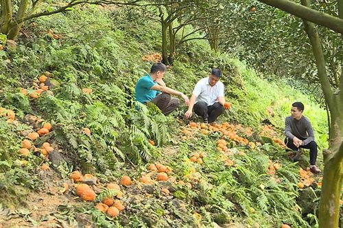 Hàm Yên tập trung khắc phục cam sành rụng