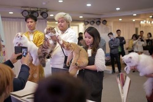 Mèo cưng 'đua sắc' trong cuộc thi mèo đẹp tại Hà Nội