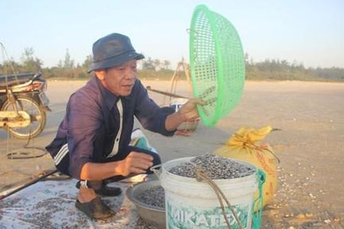 Ngư dân Quảng Nam trúng mùa ốc ruốc, kiếm tiền triệu mỗi ngày