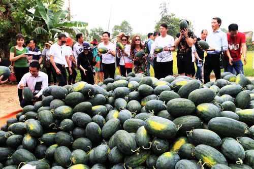 Gần 22 nghìn tấn dưa hấu sắp thu hoạch, Quảng Ngãi chưa biết bán cho ai