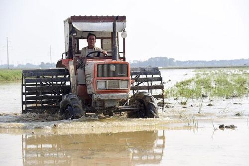 Hơn 92% diện tích gieo cấy lúa xuân của Hà Nội đủ nước sản xuất