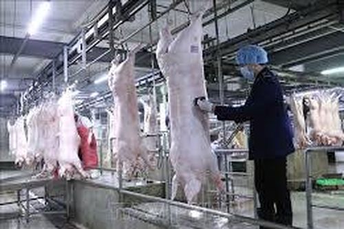Nhiều doanh nghiệp đưa giá lợn hơi xuống 75.000 đồng/kg